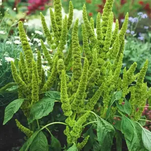 2-Pack 2000 Carelessweed Pigweed Green Amaranth Flower & Plant Seeds (Per Bag), Nutrient-Packed Leafy Green for Full Sun Gardens, Easy to Grow, Rich in Vitamins A/C, Iron, Calcium & Fiber for Garden Care