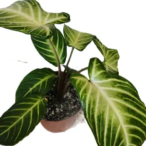 6" Xanthosoma Magnificum Caladium Lindii Houseplant Angel Wing Caladium