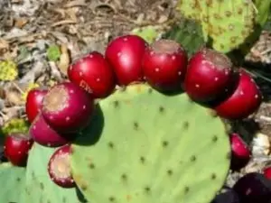 prickly pear cactus , with Red Prickly Pears