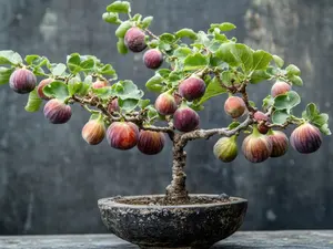 Hardy Fig Bonsai Seedling - 1 Year Old