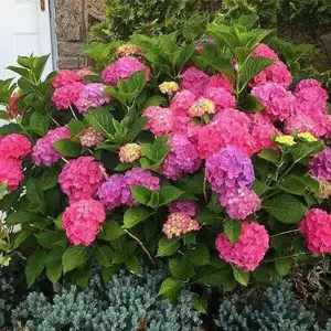 Hydrangea Glowing Embers’4" pot (Root established)