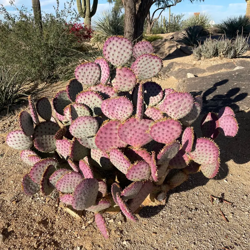 Cactus Outlet - TikTok Shop