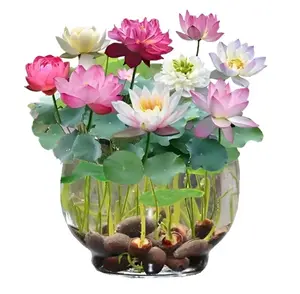 20 Pcs (Mixed Color) Bonsai Bowl Lotus Seeds,Water Lily Flower Plant Seed Flowering Aquatic  Garden Seeds for Home Planting Ornamental