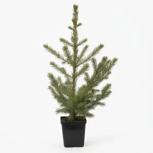 Nature Hills Norway Spruce Tree Large Scale Conifer Hardy Easy Care Deer Resistant Wild Bird Interest Graceful Strength Magnificent Wind Break Perfect for Cold Weather Zones