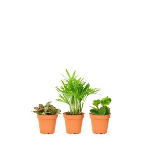 Baby Pet Friendly Box, Extra Small