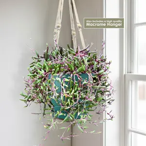 Ruby Necklace Plant 'Othonna capensis'