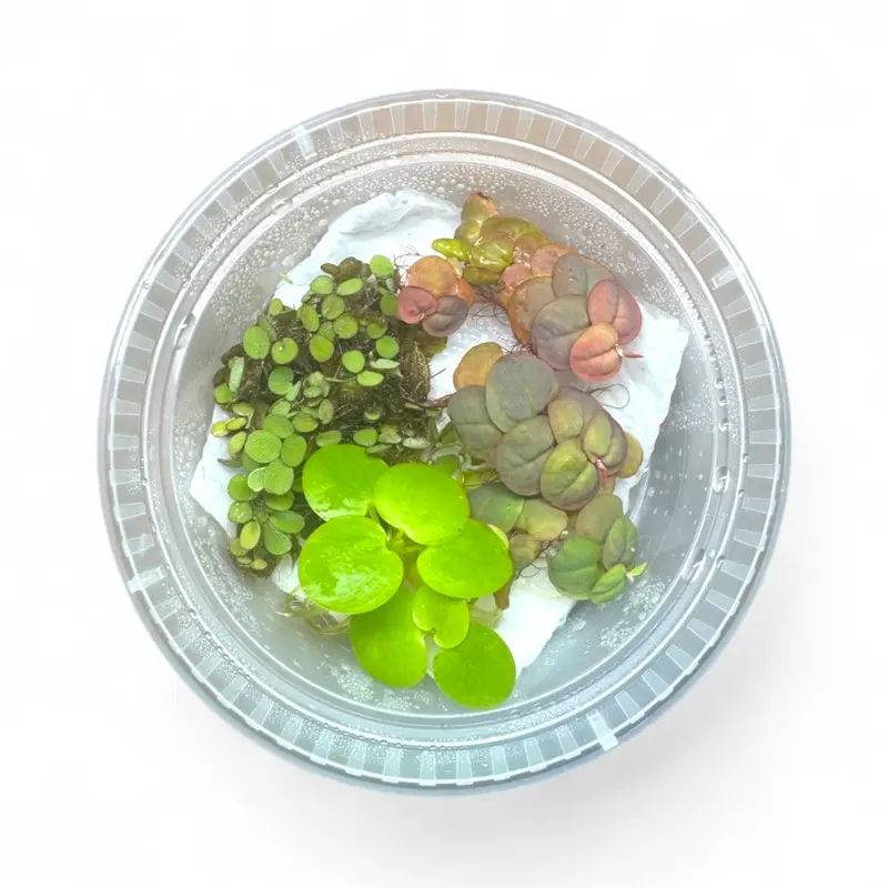 Aquarium Floating Plant Bundle 6 Live Plants 2 Red Root 2 Frogbit 2 Salvinia Freshwater Aquascape Variety Pack for Nano Tanks and Breeding Sets