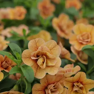 Superbells® Double Amber Calibrachoa