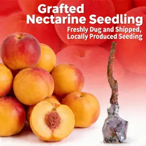 Sweet nectarine Tree Sapling | Delicious Homegrown Fruit | Self-Fertile Variety | Vigorous Root System | Perfect for Backyard Gardens & Outdoor Planting | Simple Care & Low Maintenance | Great for Gardening Enthusiasts & Beginners