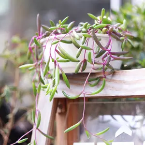 Ruby Necklace Succulent - Othonna capensis