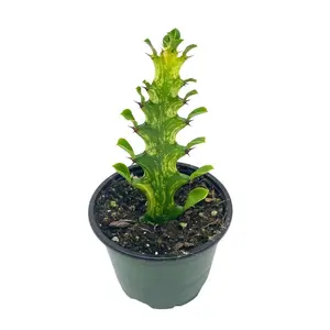 BubbleBlooms Variegated Euphorbia trigona, Tricolor African Milktree, Varigated African Milk Tree