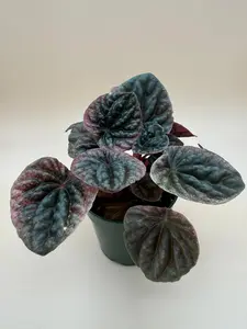 Red Emerald Ripple Peperomia | 4 Inch Pot | House Plant | Live Plant
