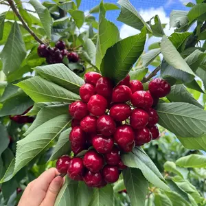 Cherry Seeds for Planting Outdoor, 10pcs Cherry Tree Seed Non-GMO Heirloom Sweet Edible Fruit, Sweet Juicy Fruits Plant in Your Home Garden
