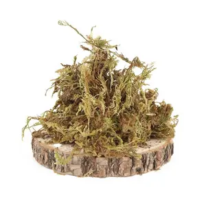 Forest-Themed Hamster Bedding Moss Coconut Soil for Syrian Hamster Cage Decoration Nest Building Digging Odor-Free Pet Supplies Hand-Picked Moss