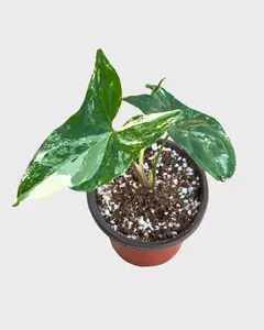 4" Syngonium Albo – Live Plant 4" Syngonium Albo – Live Plant