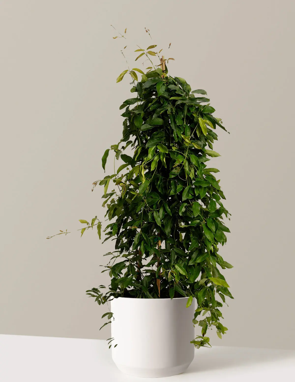 Tangerine Beauty Crossvine
