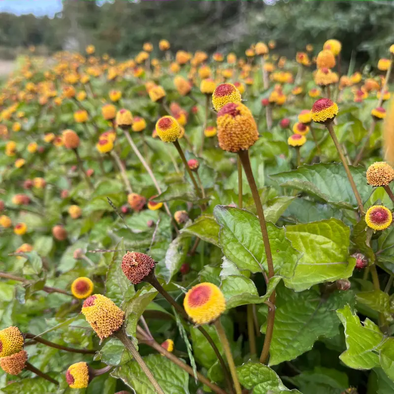 Organic Toothache Plant Seeds (Acmella oleracea) – 50+ Seeds, Medicinal Herb for Unique Gardens