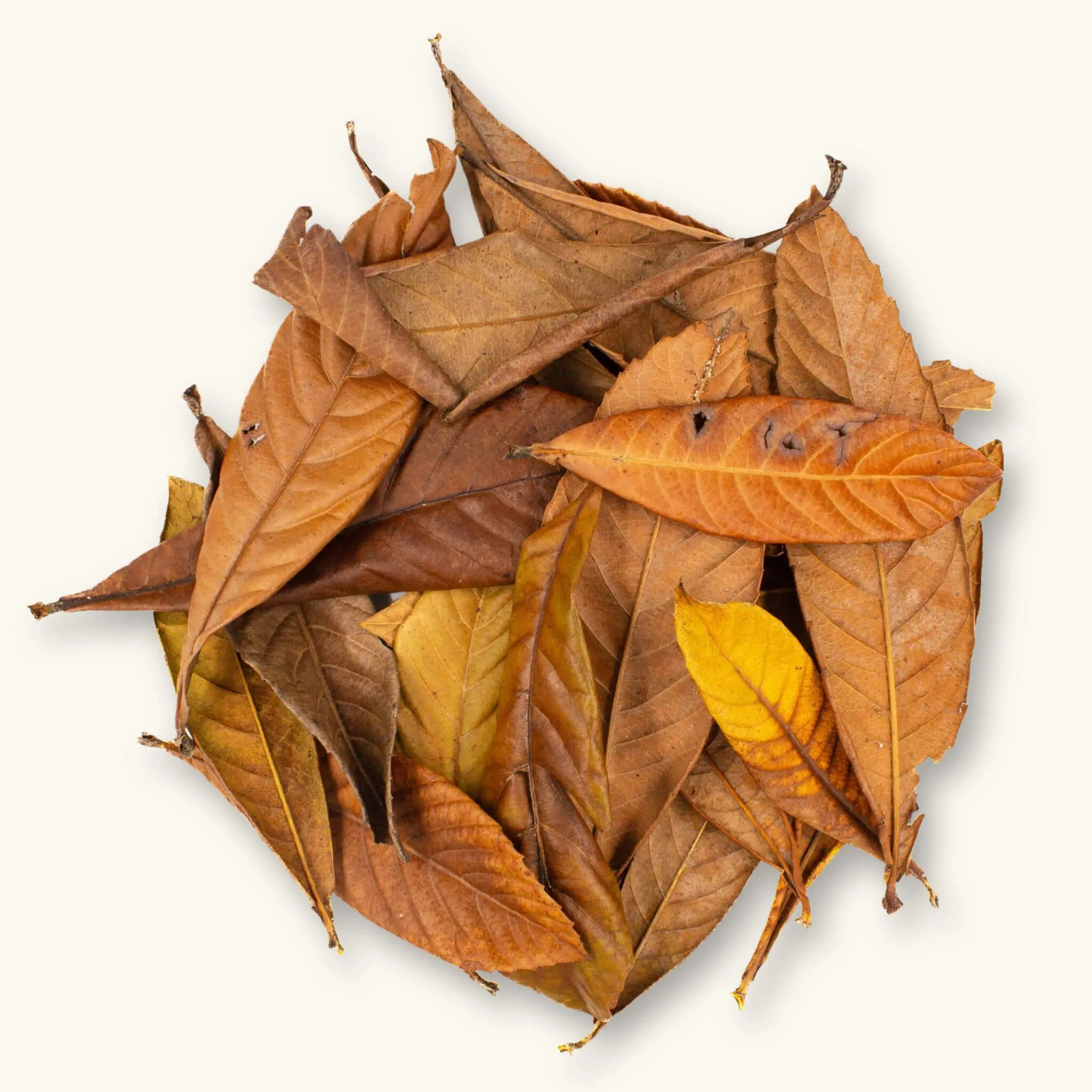 Natural Loquat Leaves (20c) by Betta Botanicals for Shrimp Tanks & Blackwater Aquariums