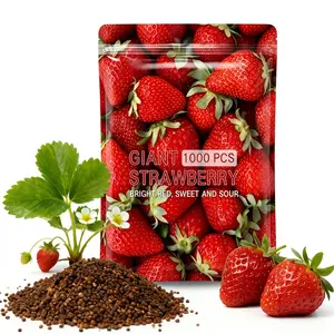 1000+ Cream Strawberry Seeds-Fruits Year-Round in ldeal Temperatures, Great for Pots or the Ground, indoors or Outdoors