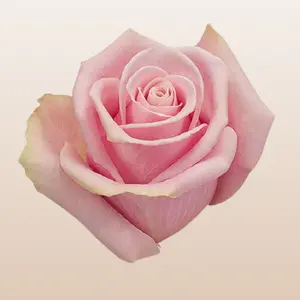 Shy Fresh Roses Light pink 50cm import4ed from Ecuador Premium Quality with Free Delivery for the USA
