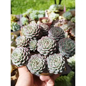 2"Live Succulent (Eceveria Blue Minima)