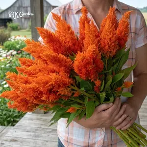 25 Sunday Orange Celosia Seeds, Copper fire Color, Celosia Plumosa