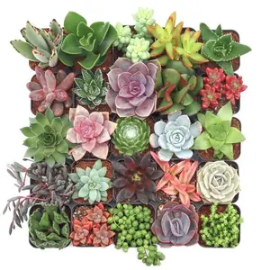 Assorted Succulents Pack