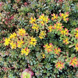 SEDUM WEIHENSTEPHANER GOLD -MN OUTDOOR PERENNIAL 4" POT