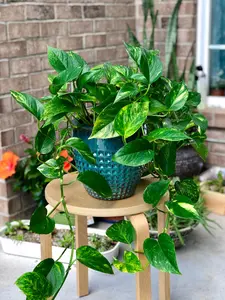 Golden Pothos in a 4" &  6" Nursery Pot - Easy Care Houseplant - Low light Indoor Plant - Desk / Shelf / Hanging Basket Plant / Air purifier plant