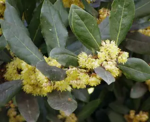 Laurus nobilis | Bay Laurel | Sweet-Bay | Bayleaf | 5_Seeds
