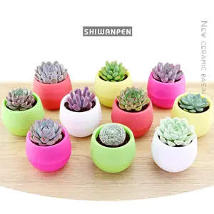 Colorful Self-Watering Mini Flower Pot with Drainage