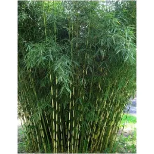 50 Pingwu Bamboo Seeds