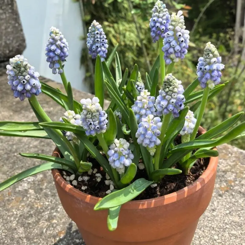 Grape Hyacinth Bulbs, Fragrant Perennial Flower Bulbs, Novice-Friendly, Easy-To-Grow Home Garden Decor