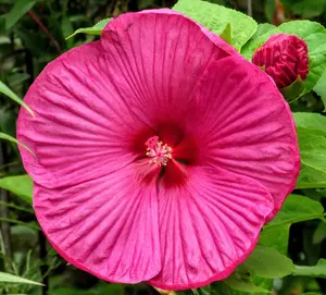 Luna Rose Hardy Hibiscus Flower Plants Live Growing Garden Plant
