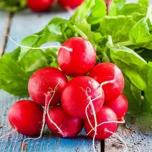 TomorrowSeeds - Champion Radish Seeds -  Raphanus sativus Big Round Red Radishes Cherry Belle Giant German Daikon Root Vegetable Seed For 2024