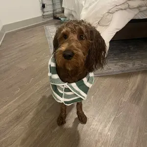 Quick-Drying Dog Bathrobe, 1-Piece Striped Clean Pet Bathrobe with Adjustable Belly Band, Super-Absorbent Soft Fabric, Machine Washable #GLOBAL PICKS