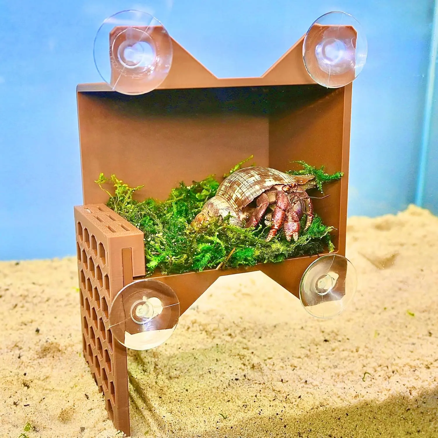 Hermit Crab Climbing Wall Foraging Cave Hermit Crab Climbing Wall Foraging Cave