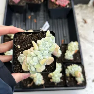 Echeveria pulvinata ‘Frosty’ Crested (around 3'')- Bare Root Succulents - Terra Tales