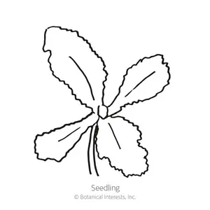 Peony Double Blend Poppy Seeds