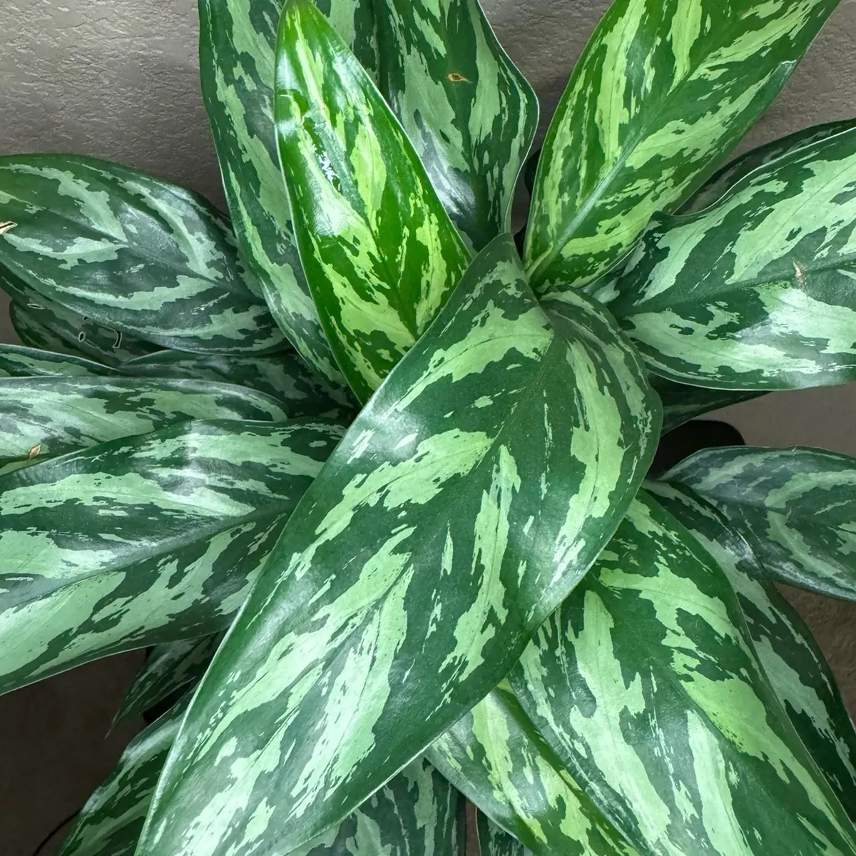 Aglaonema Tigress