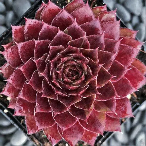 Rojin Sempervivum Hens & Chicks Succulent – 4 Inch Pot