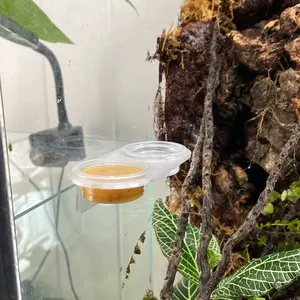Permanent Gecko Feeding Ledge W/ Disposable Cups