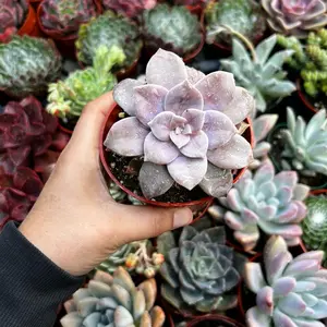 Graptopetalum Superbum 4” Pot - Compact Succulent Plant with Light Purple Leaves, Ideal for Home Decor and Gardening