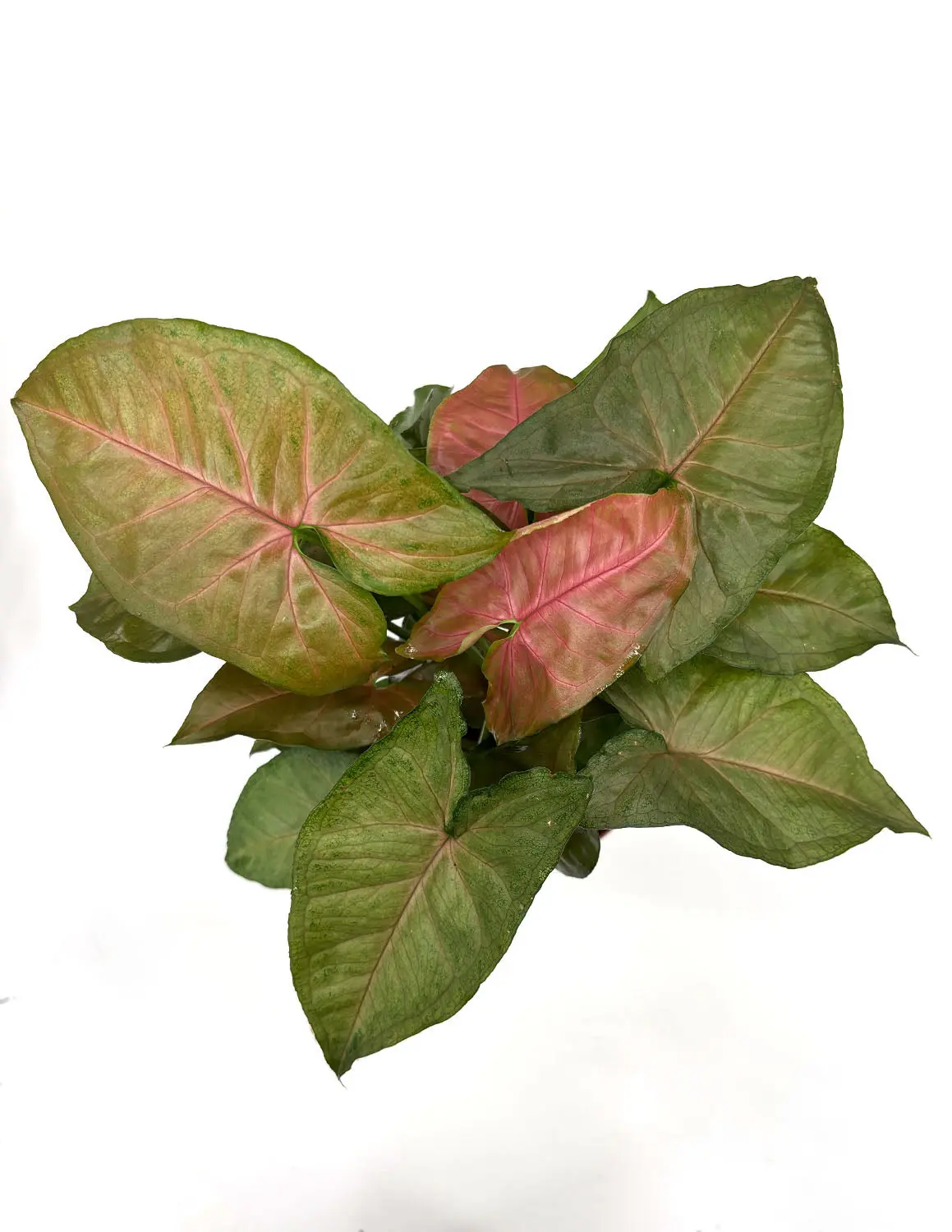 Syngonium Merry Maria