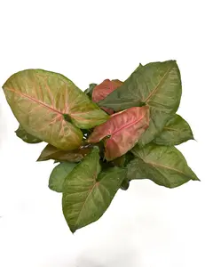Syngonium Merry Maria