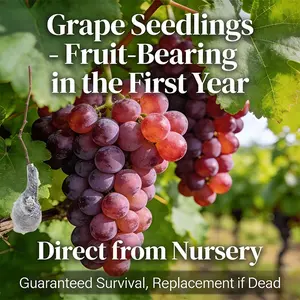 Backyard Gardening Grape Vine Plant Starter, Easy Garden Fruit Plant for Outdoor Growing