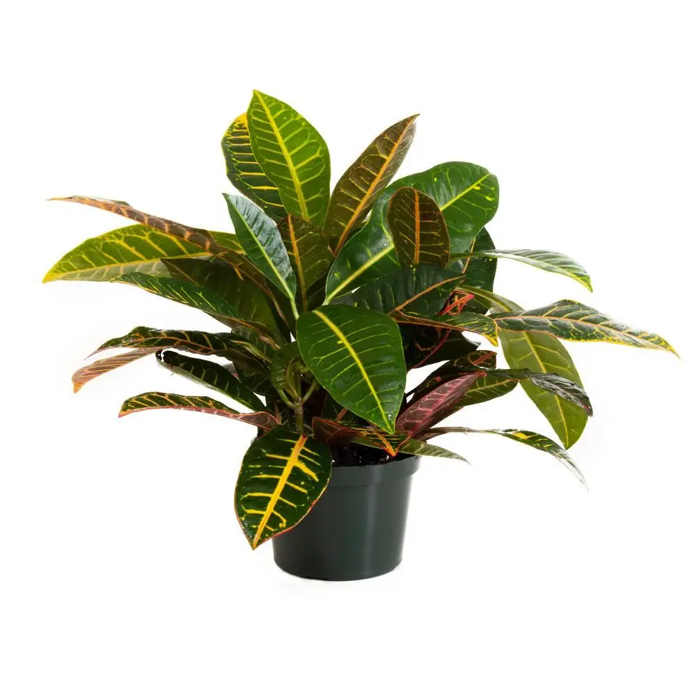 Croton Petra - Live Plant in a 6 Inch Pot - Codiaeum Variegatum 'Petra' - Beautiful Clean Air Indoor Houseplant