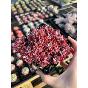 Echeveria Rezry Pink Family (cluster may fall apart) - April Farm/Rare Succulents