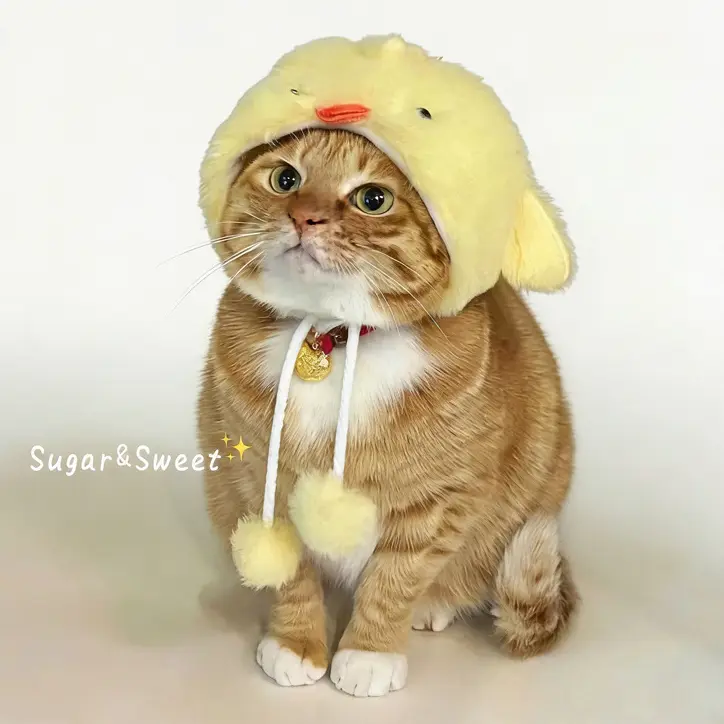 Pet Chicken Hat