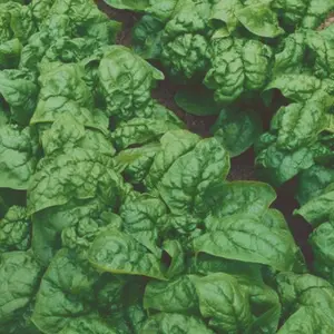 Heirloom Bloomsdale Spinach Seeds - Organic and Regenerative Gardening Seeds
